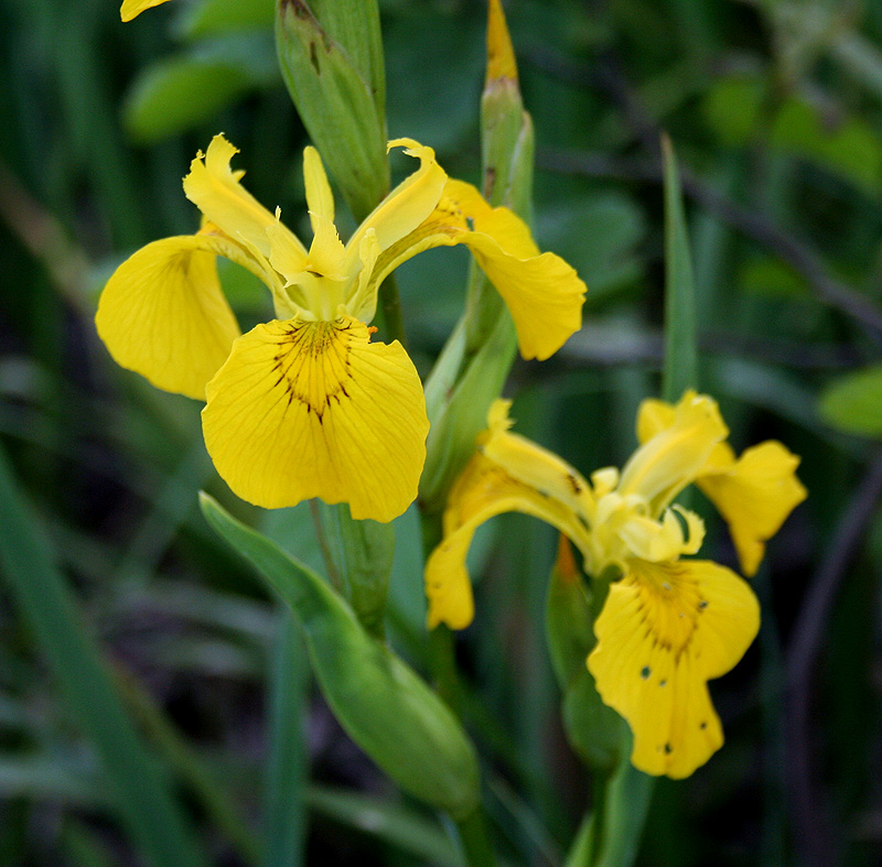 Plant Image